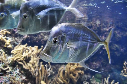 Billet d'entrée Aquarium La Rochelle - Bonjour La Rochelle