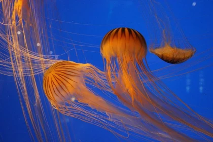Billet d'entrée Aquarium La Rochelle - Bonjour La Rochelle