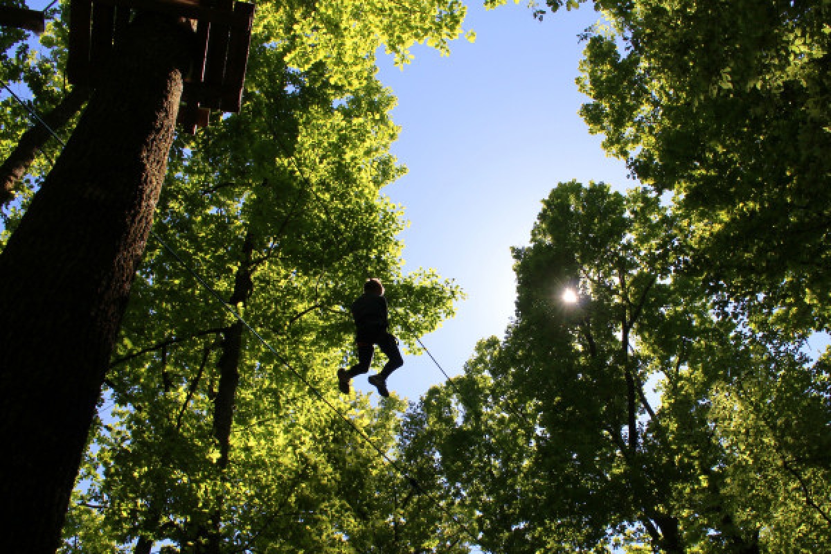 Tree Climbing - Manawa - Bonjour La Rochelle