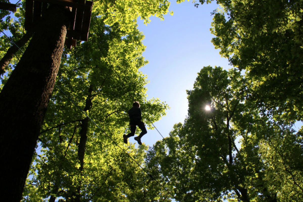 Tree Climbing - Bonjour La Rochelle